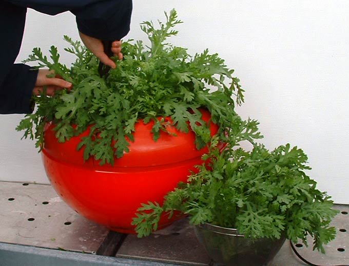 �t�e�@�n�C�|�j�J�@�ƒ�؉�